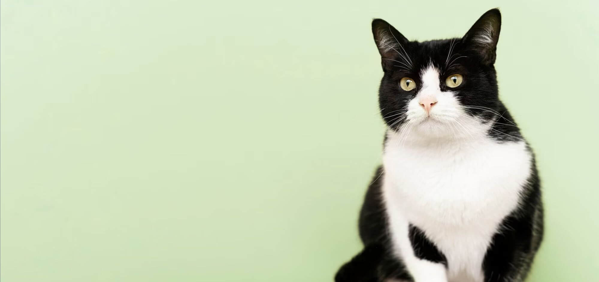 Gato Seguro