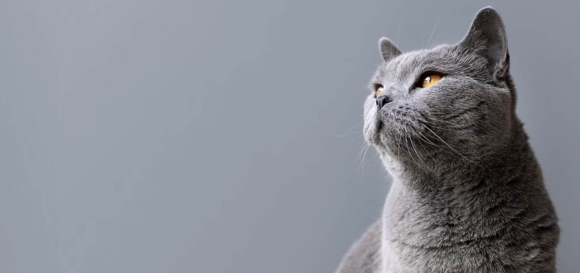 Gato Seguro