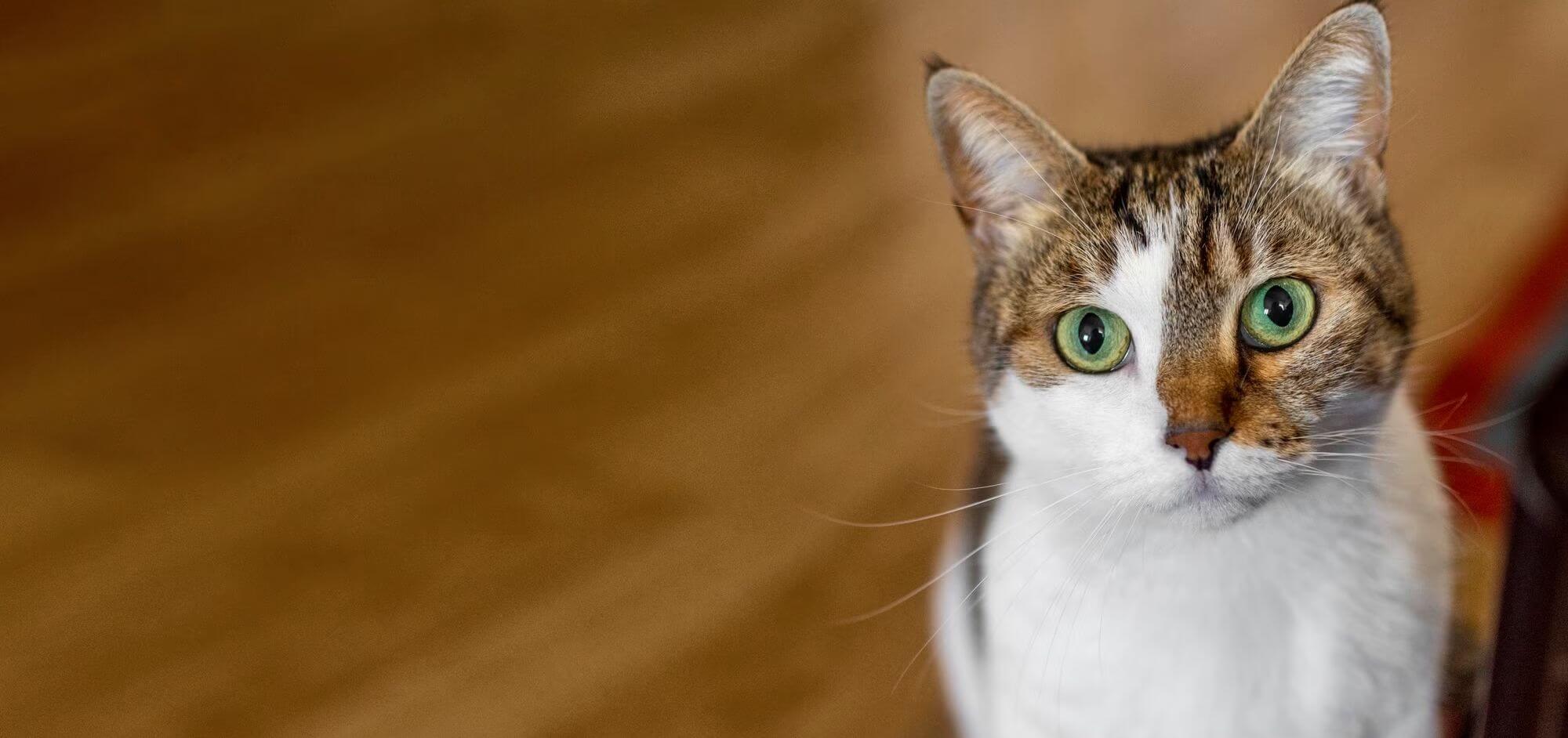 Gato Seguro