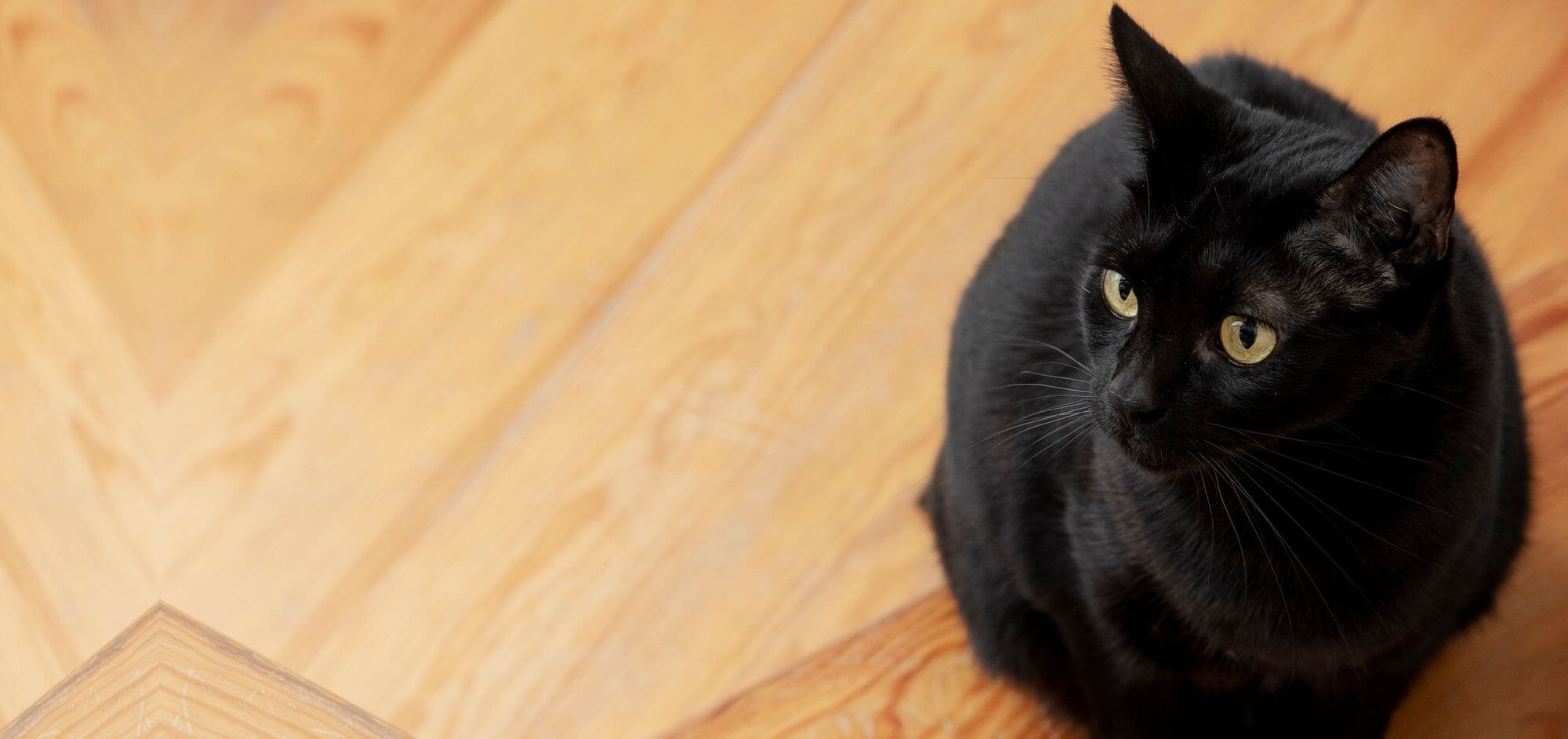 Gato Seguro