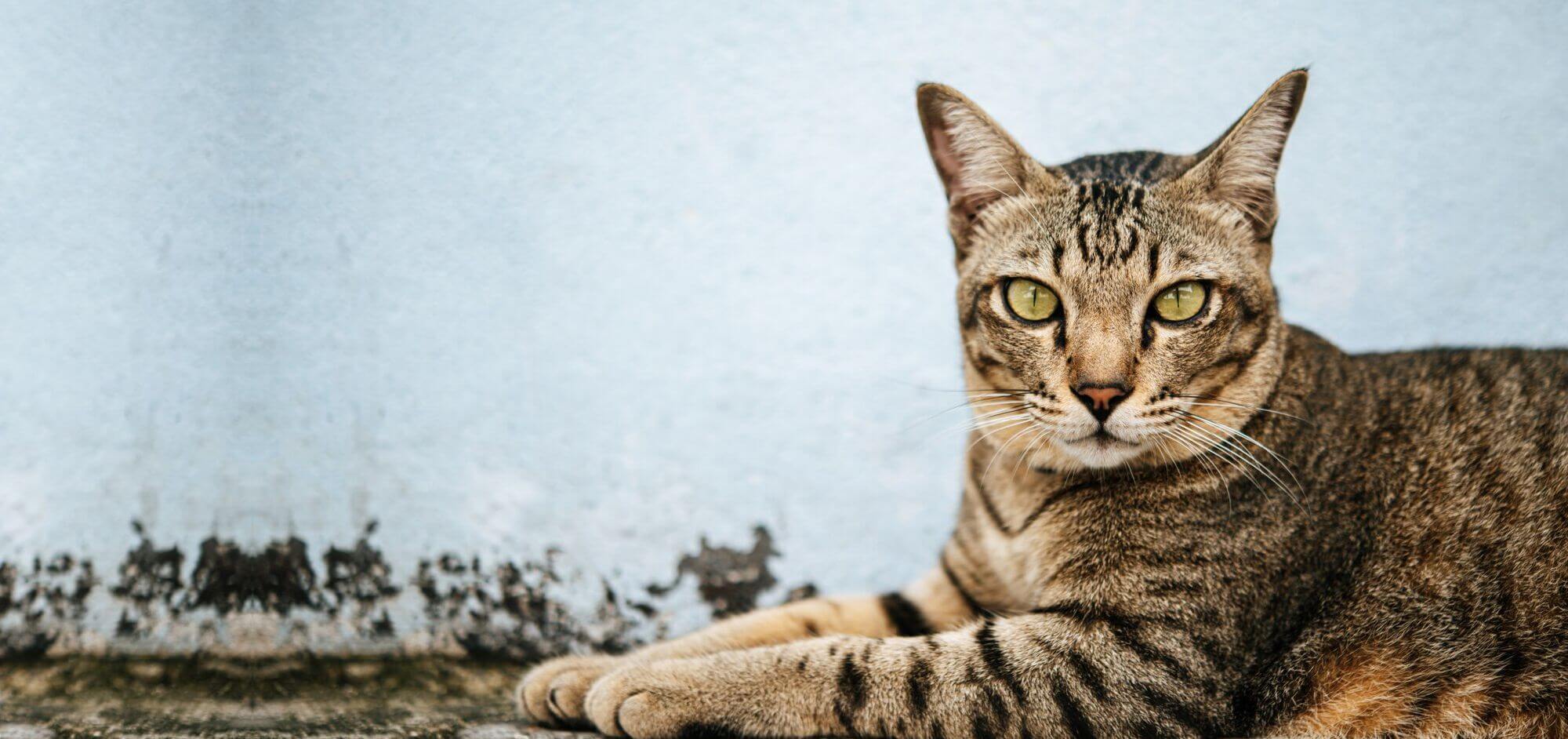 Gato Seguro