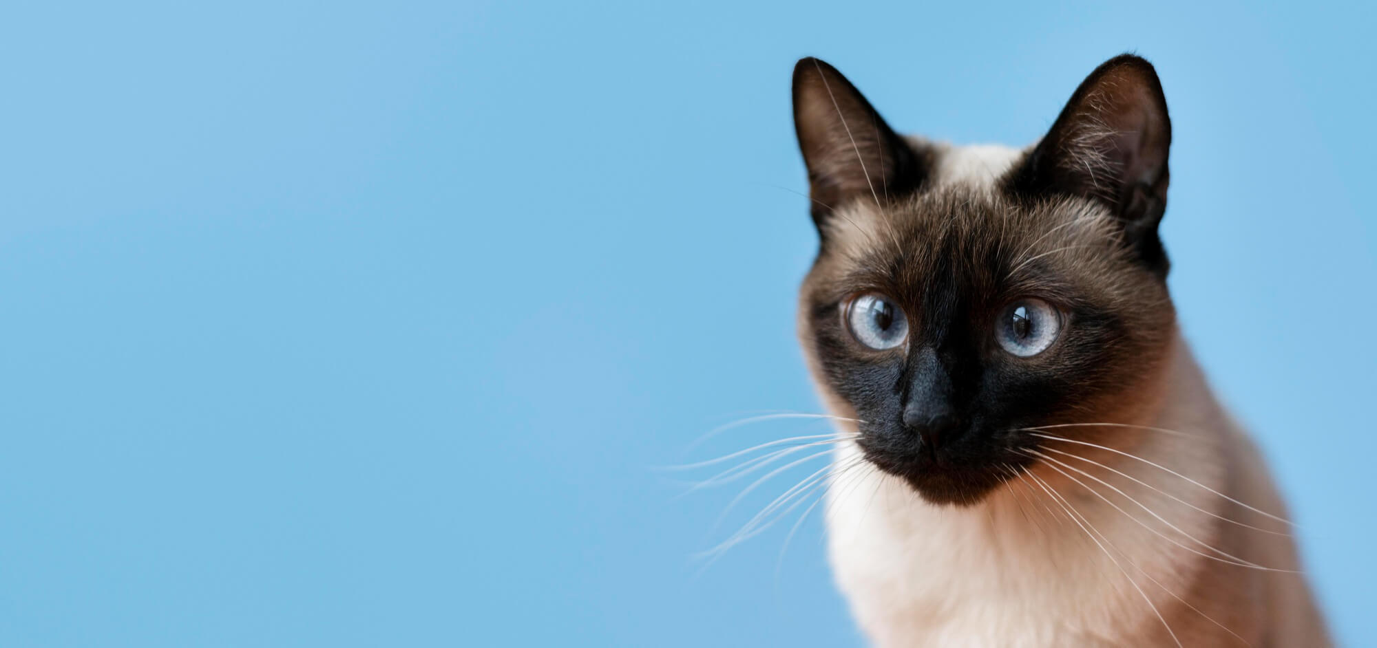 Gato Seguro