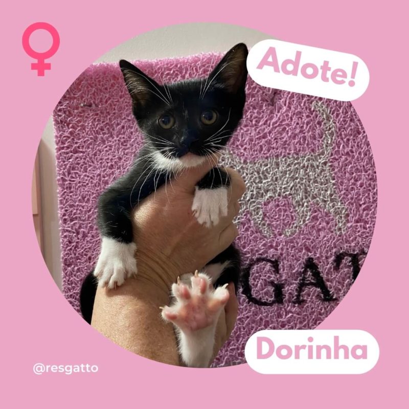 Resgatto - Resgate e Adoção de Gatos